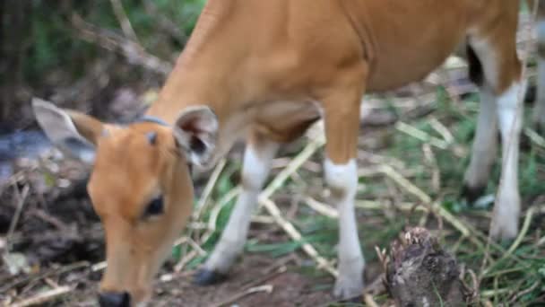 Vaca, Ásia — Vídeo de Stock