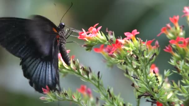 Butterfly close up — Stock Video