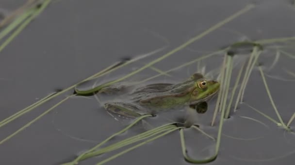 緑のカエル、春 — ストック動画