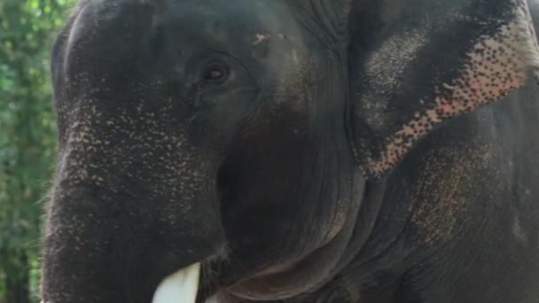 éléphant