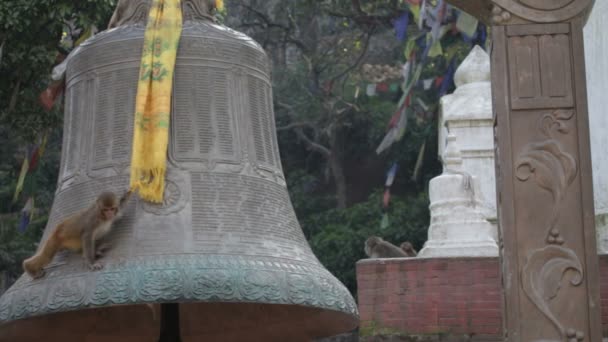 Małpa. Nepal. — Wideo stockowe