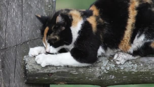 Кішка подряпає дерев'яний пост — стокове відео