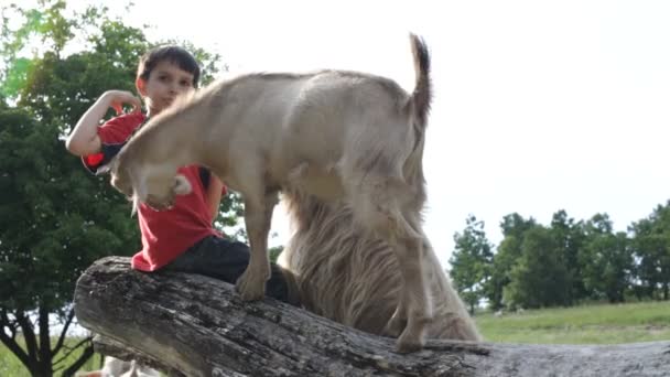 少年とヤギ — ストック動画