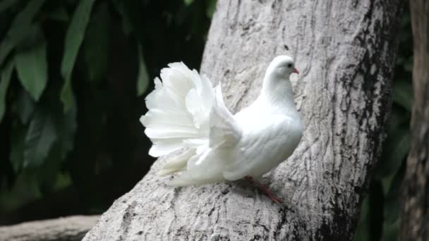 Amor y palomas — Vídeo de stock