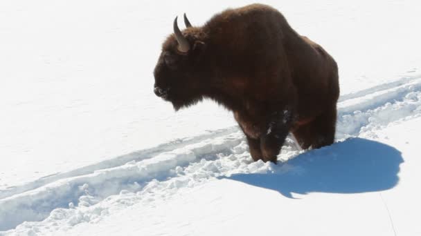 Bison in the winter — Stock Video