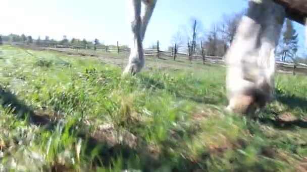 Вспашка поля лошадьми — стоковое видео