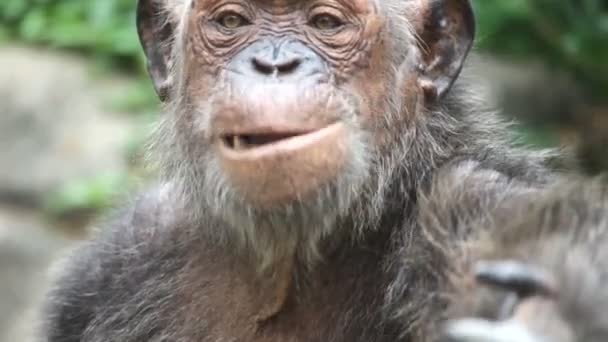 Schimpanse in Gefangenschaft — Stockvideo