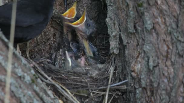 Ouzel, baby birds, nest — Stock Video