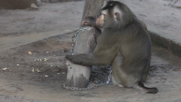 Рабство, обезьяна в Таиланде — стоковое видео