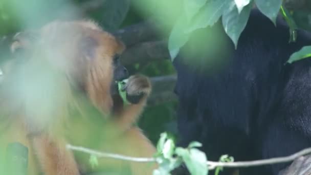 Macacos, Indonésia . — Vídeo de Stock