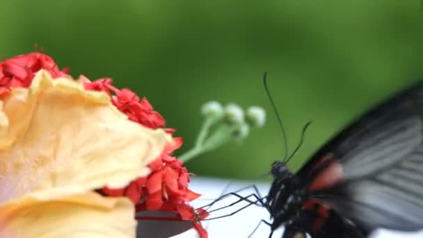 Close-up van vlinder — Stockvideo