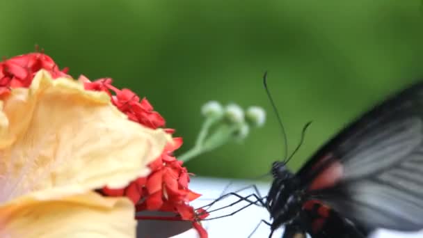 Papillon fermer 