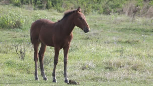 Horse in the field — Stock Video