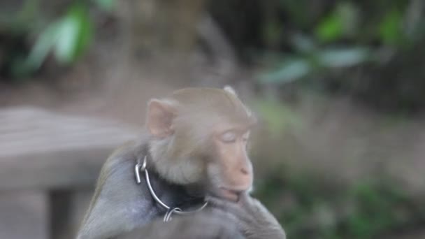 Monos. — Vídeo de stock