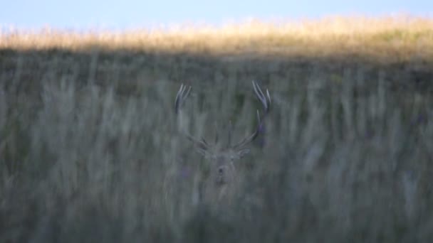 Red deer. góry. — Wideo stockowe