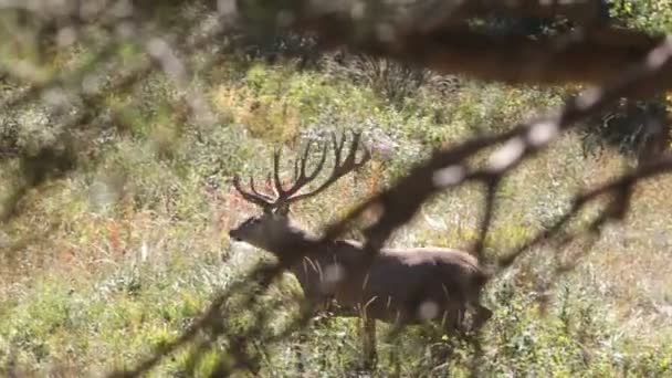 Red deer. Mountains. — Stock Video