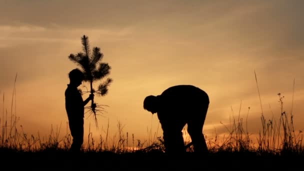 Vader en zoon planten een boom. — Stockvideo