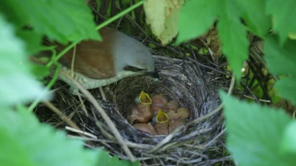 Ouzel, baby birds, nest — Stock Video