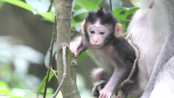 Mono y bebé — Vídeo de stock