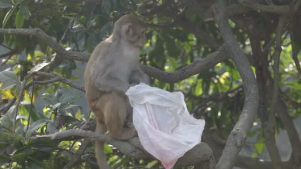 Monos en el árbol — Vídeo de stock