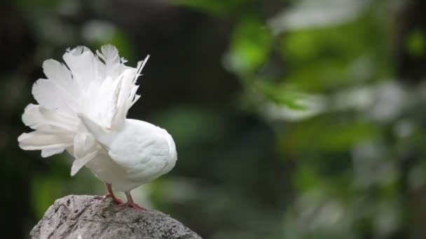 Amor y palomas — Vídeo de stock