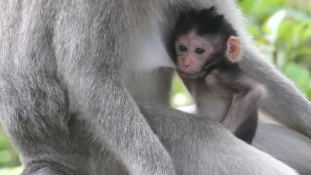 Monkey en baby — Stockvideo