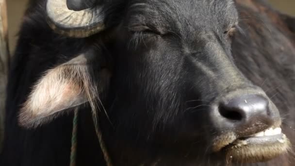 Vache, Asie 