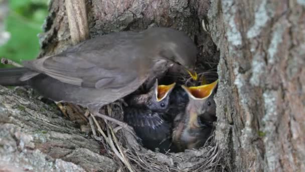 Ouzel, Babyvögel, Nest — Stockvideo