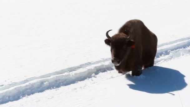 Bisonte en el invierno — Vídeos de Stock