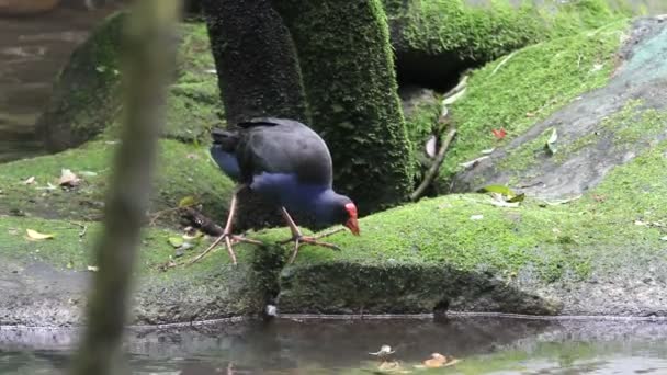 Birds, tropical forest — Stock Video
