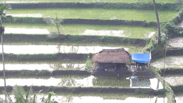 Сельское хозяйство, рис — стоковое видео