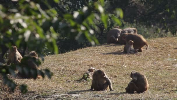 Macacos — Vídeo de Stock