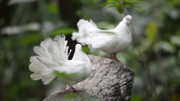 Amor y palomas — Vídeos de Stock