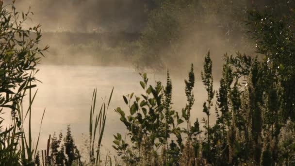 Nebel, Frühling — Stockvideo