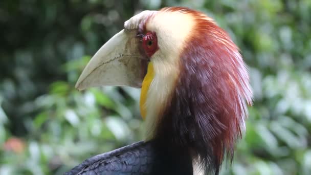 Vögel, tropischer Wald — Stockvideo