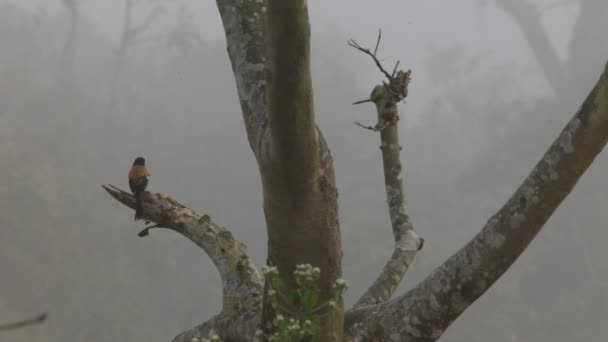 チトワンの鳥。ネパール. — ストック動画
