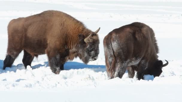 Bisonte en el invierno — Vídeos de Stock