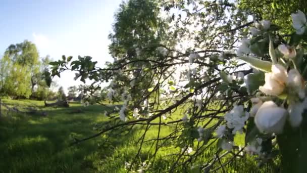 Lente. bloemen. — Stockvideo