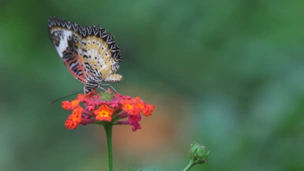 Schmetterling aus nächster Nähe — Stockvideo