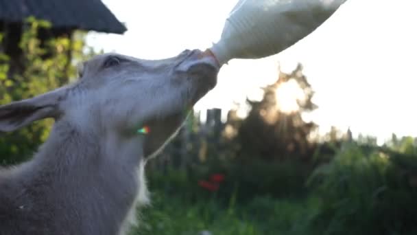 Goat farmer bottle feeds milk to a goat by hand. — Stock Video