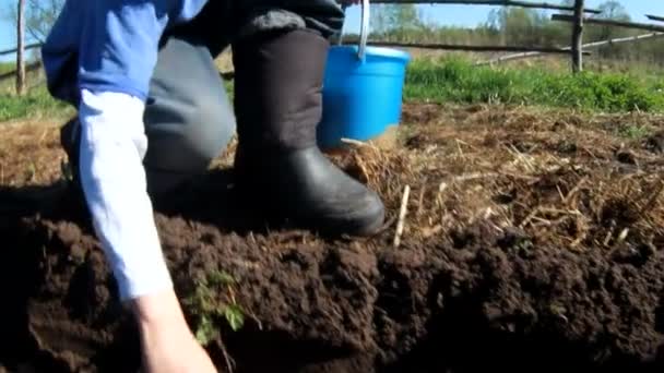 Νεαρό αγόρι, φυτεύοντας πατάτες στον κήπο — Αρχείο Βίντεο