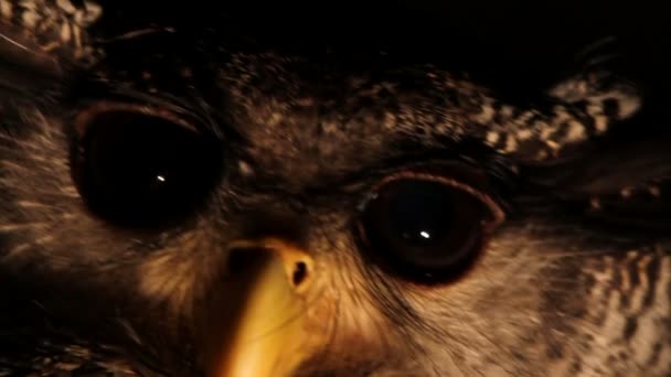 Hibou aigle portrait de nuit — Video