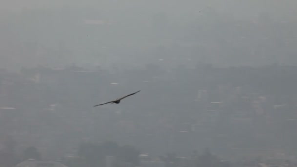 Las aves vuelan sobre la ciudad — Vídeo de stock