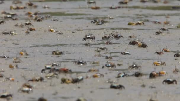 Crabs on the beach — Stock Video