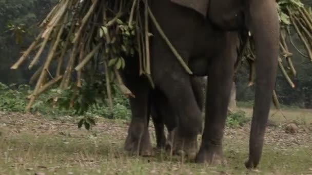 Éléphant d'Asie. Népal .