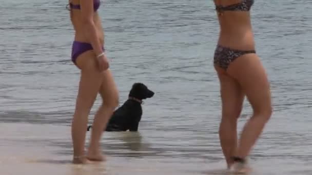 Perros jugando en la playa — Vídeos de Stock