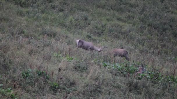 Cerf rouge. Montagnes . — Video