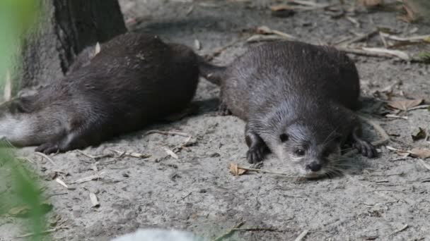 Loutre de rivière 