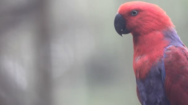 Parrot in tropics — Stock Video