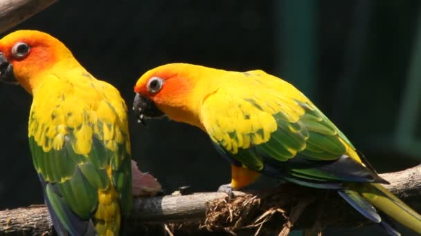 Les perroquets mangent des fruits 